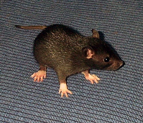 Noir Marquage Nerkshire