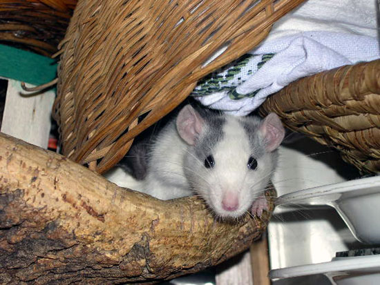 Noir Marquage Cao Stripe