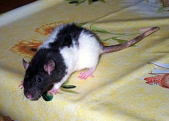 Noir Marquage Hooded