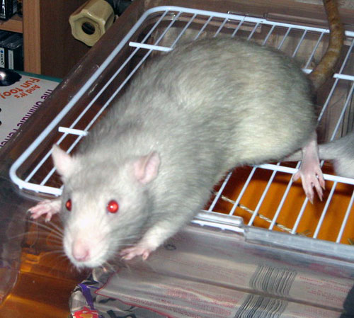 Rat03