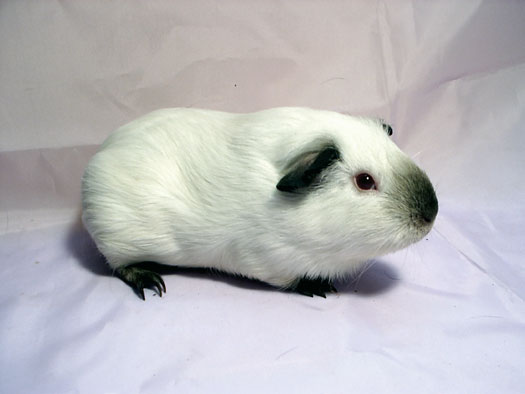 A Poils Courts (ou Lisses)