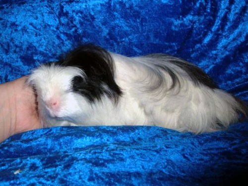 Coronet tricolore rouan satin