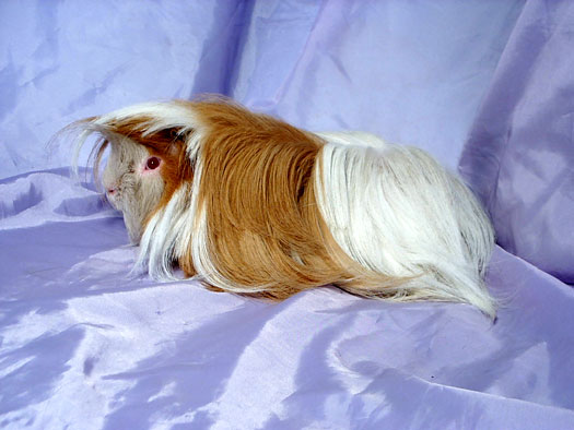 LILAS, GOLD ET BLANC