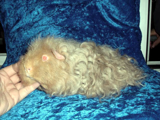 Lilas dor&eacute; et argent&eacute;