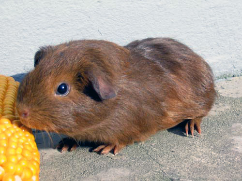 Agouti