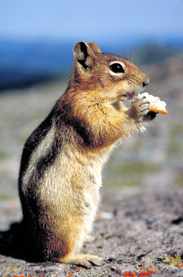 Ecureuil De Coree (tamia Raye)