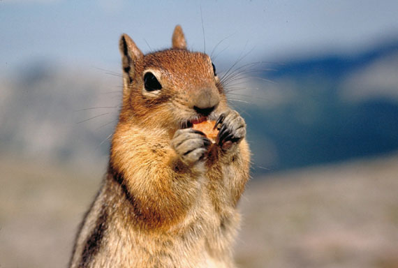 Ecureuil de Cor&eacute;e (tamia ray&eacute;)