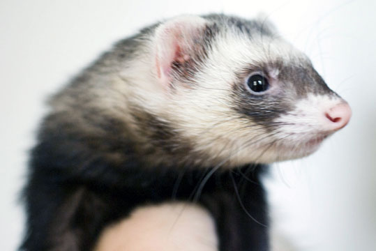 Furet