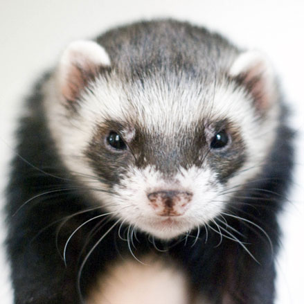 Furet