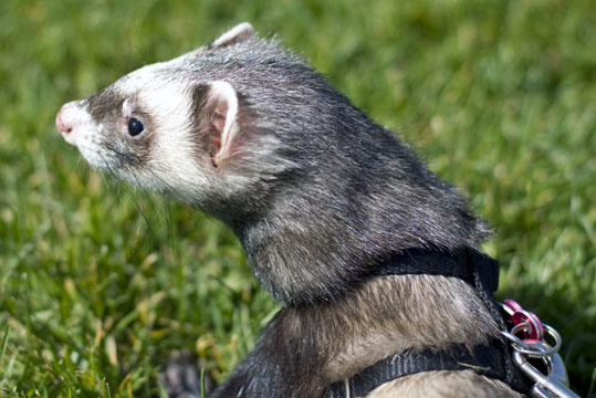 Furet