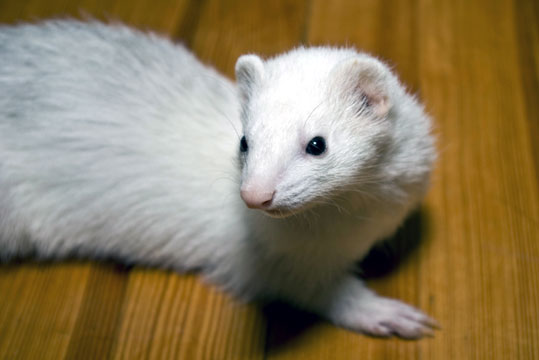 Furet