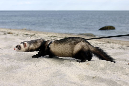 Furet