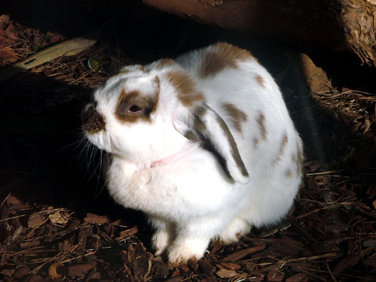 Lapin B&eacute;lier
