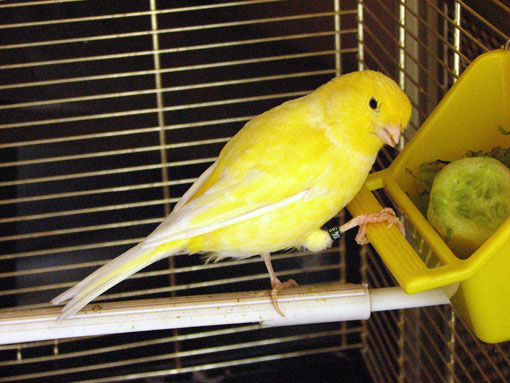 Canari