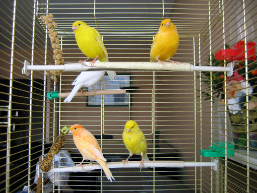Canari