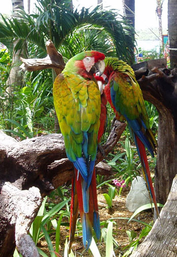 Ara &agrave; ailes vertes