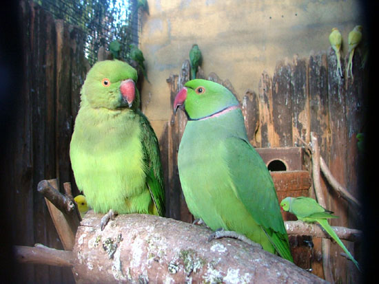 Perruche &agrave; collier