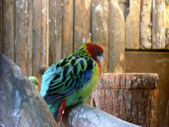 Fi zo as perr omnic01