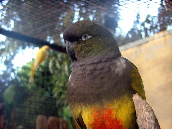 Fi zo as perr patag01