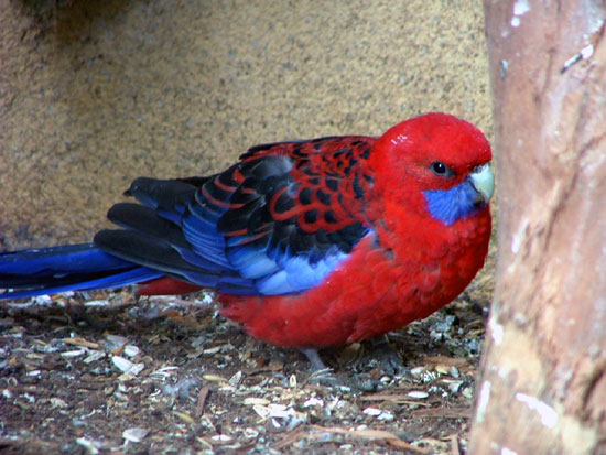 Fi zo as perr penn01