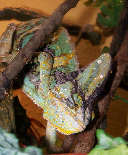 Cameleon Casque Du Yemen