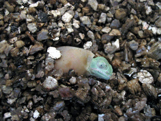 Cam&eacute;l&eacute;on casqu&eacute; du Y&eacute;men (naissance)