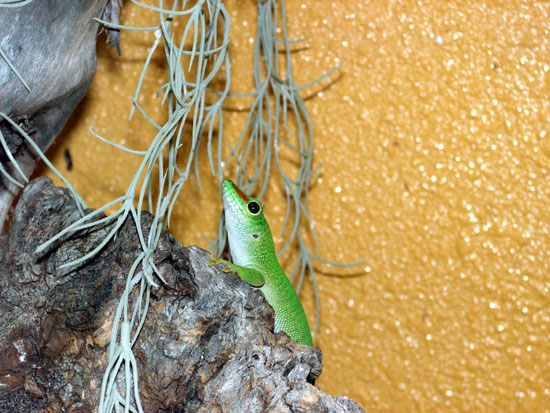 Phelsuma0mad0grandis