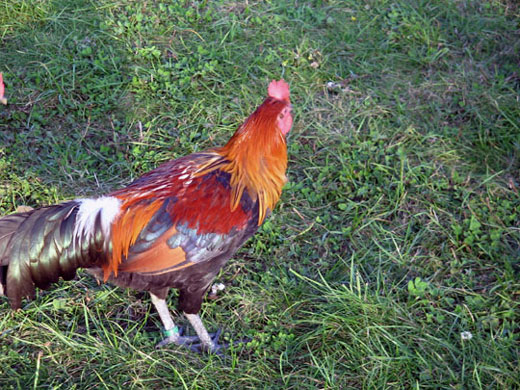 Coq Ardennais (saumon bleu dor&eacute;)