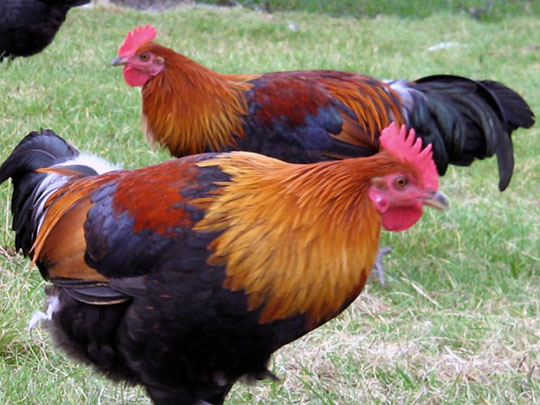 Coq Ardennais (argent&eacute; saumon&eacute;)