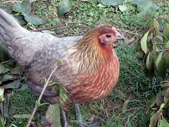 Poule Ardennaise (saumon bleu dor&eacute;)