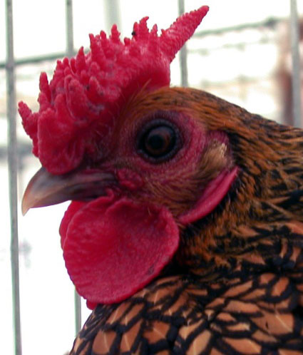 Coq Sebright (dor&eacute;)