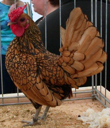 Coq Sebright (dor&eacute;)