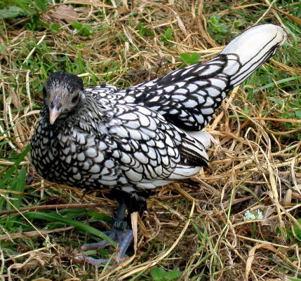 Poule Sebright (argent&eacute;)