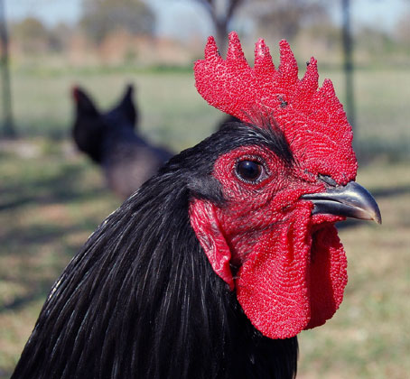 Coq Australorp