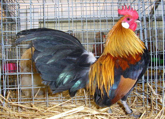 Coq Hollandskriel
