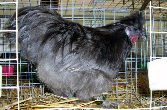 Animaux De Basse Cour