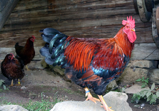 Fi ph ar coq marans01