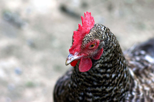 Fi ph ar poule malines01