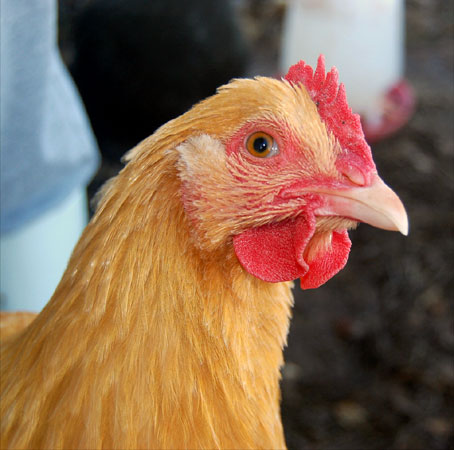 Fi ph ar poule orpin01