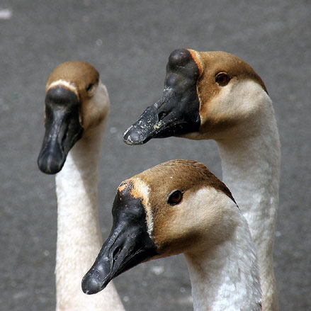 Oie de Guin&eacute;e