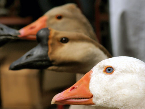 Oie de Guin&eacute;e