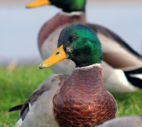Canard Colvert
