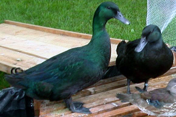 Canards, Oies Et Cygnes