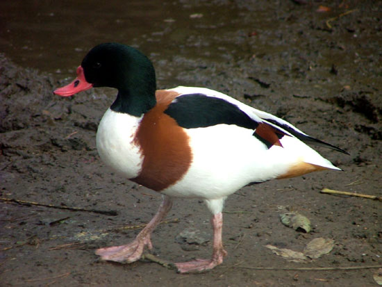 Fi zo nac canard tadorne01