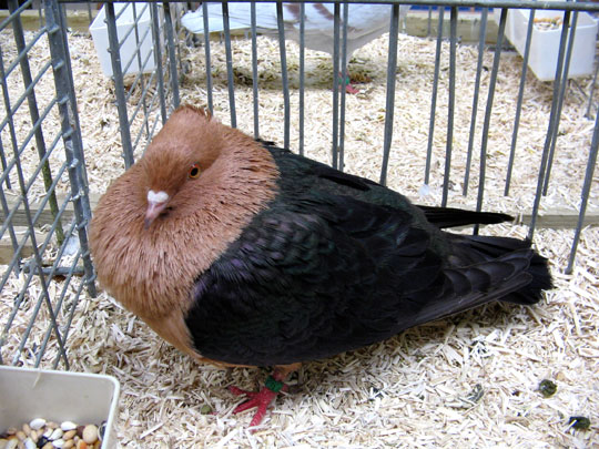 Pigeon Bouvreuil