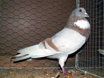 Pigeon cauchois (jaune cendr&eacute; barr&eacute;)