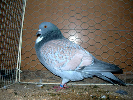 Pigeon cauchois (bleu maill&eacute; rose &agrave; bavette)