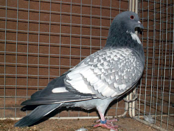 Pigeon cauchois (bleu maill&eacute; blanc &agrave; bavette)
