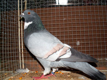 Pigeon cauchois (bleu barr&eacute; rose)
