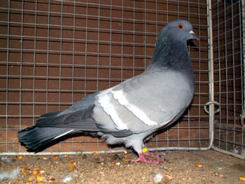 Pigeon cauchois (bleu barr&eacute; blanc)